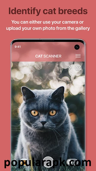 identify cat breeds by clicking photos.